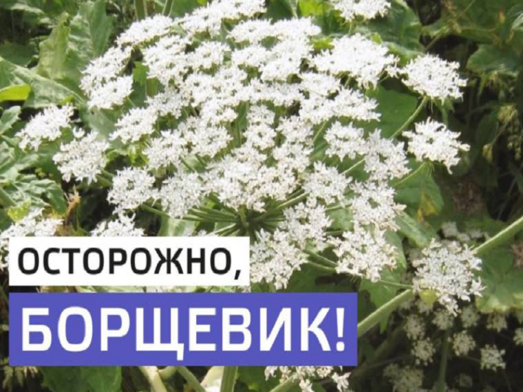 Осторожно Борщевик!. Осторожно Борщевик!.